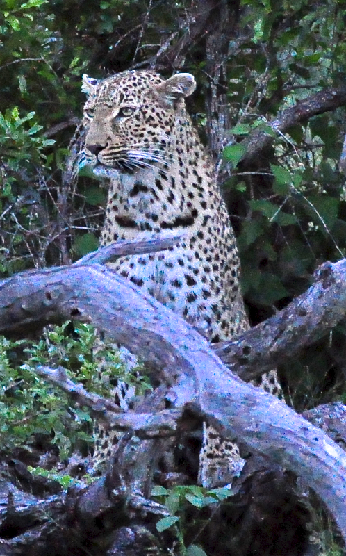 Melanie Heinrich - travel images - Lion Sands Private game reserver Hazyview